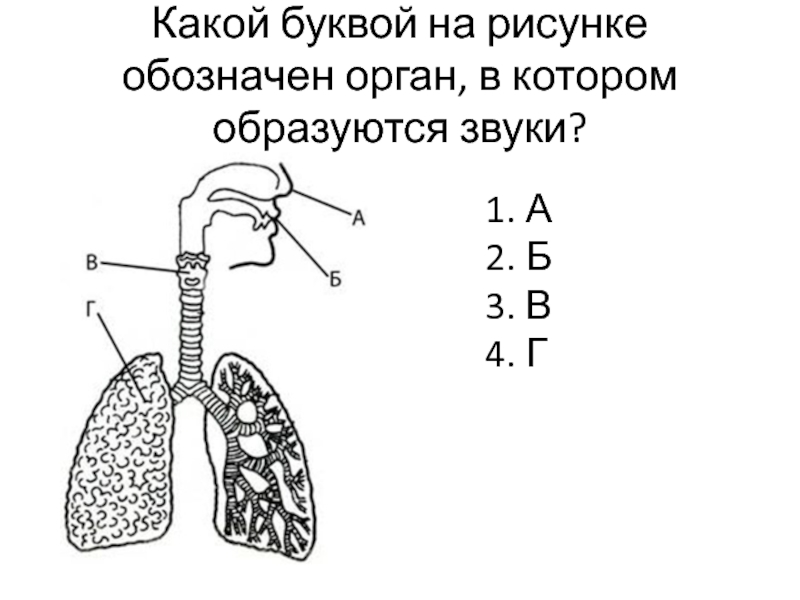 Какой буквой на рисунке обозначен. Какой буквой на рисунке обозначен орган в котором образуются звуки. Какую функцию выполняет орган обозначенный на рисунке буквой в. Какой орган на рисунке обозначен буквой а. Какой цифрой на рисунке обозначен орган, в котором образуются звуки?.