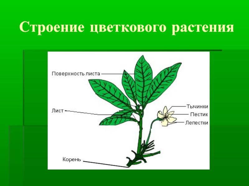 Типы строения растений