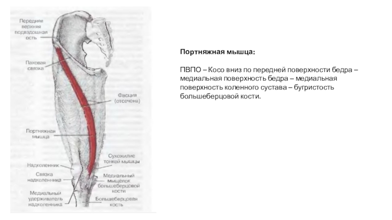 Портняжная мышца функции