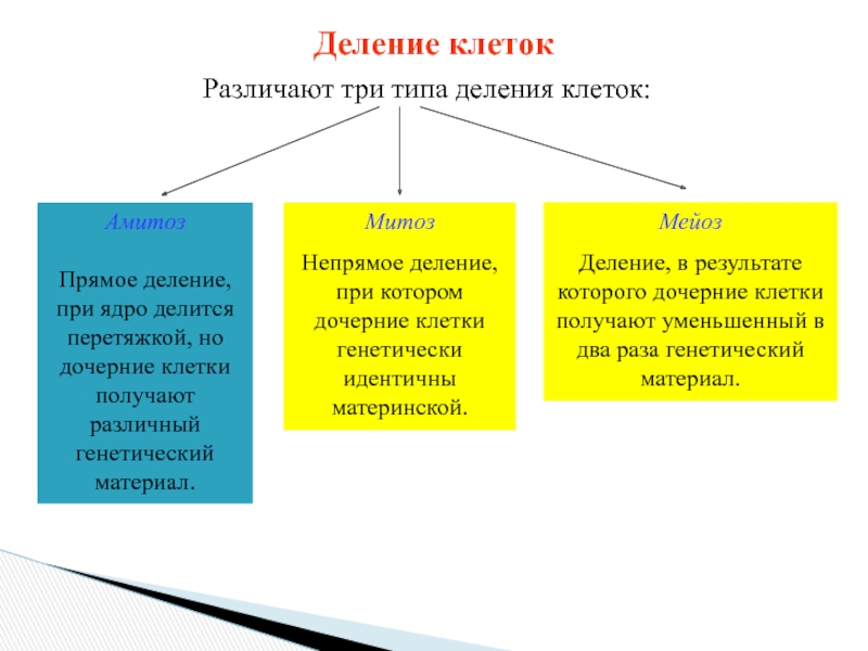 Непрямое деление. Прямое и Непрямое деление клетки. Типы деления. Виды непрямого деления.