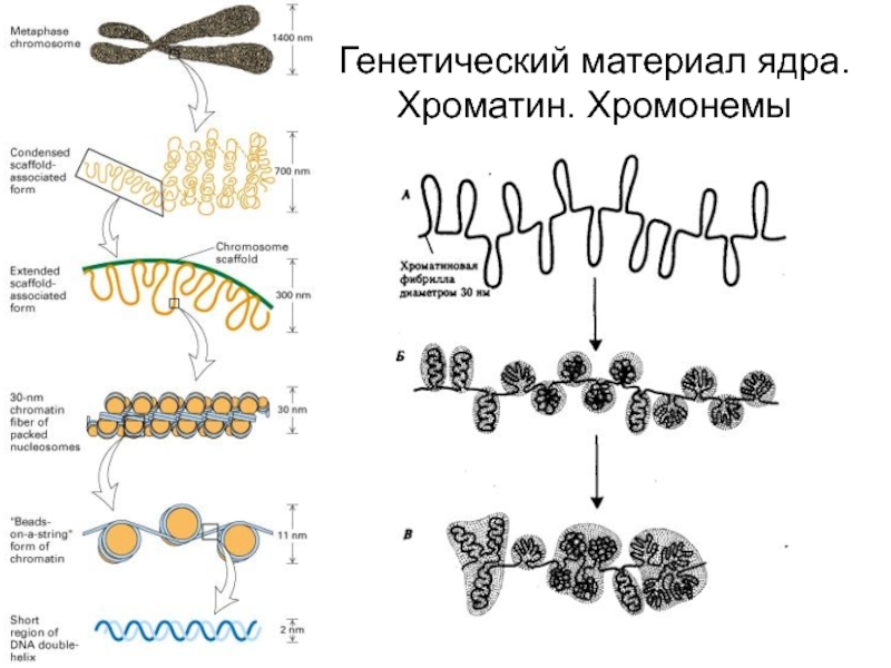 Хромонема. Хромонема и ХРОМОМЕРА. Ядерный генетический материал клетки. Хромонема это в генетике.