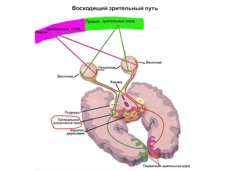 Зрительный путь. Сенеорные центры тплпмуса. Проекционные сенсорные пути. Восходящие пути зрительной системы это. Визуальный путь.