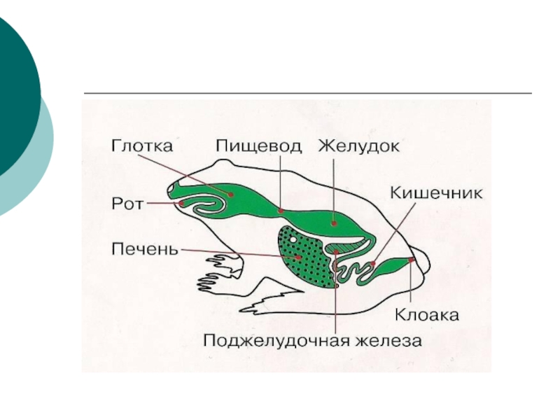 Укажите системы органов амфибий обозначьте органы лягушки изображенные на рисунке