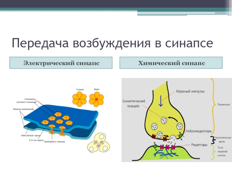 Схема электрического синапса