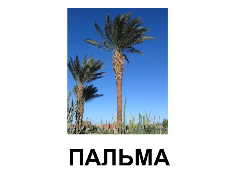 В какой природной зоне растет пальма. Пальма текст. Пальма на каком материке. В Казахстане пальмы растут. Скажи как растут пальмы.