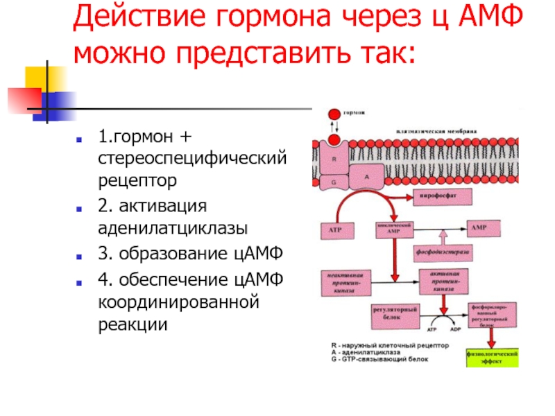 Действие гормонов