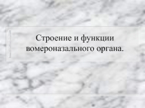 Строение и функции вомероназального органа