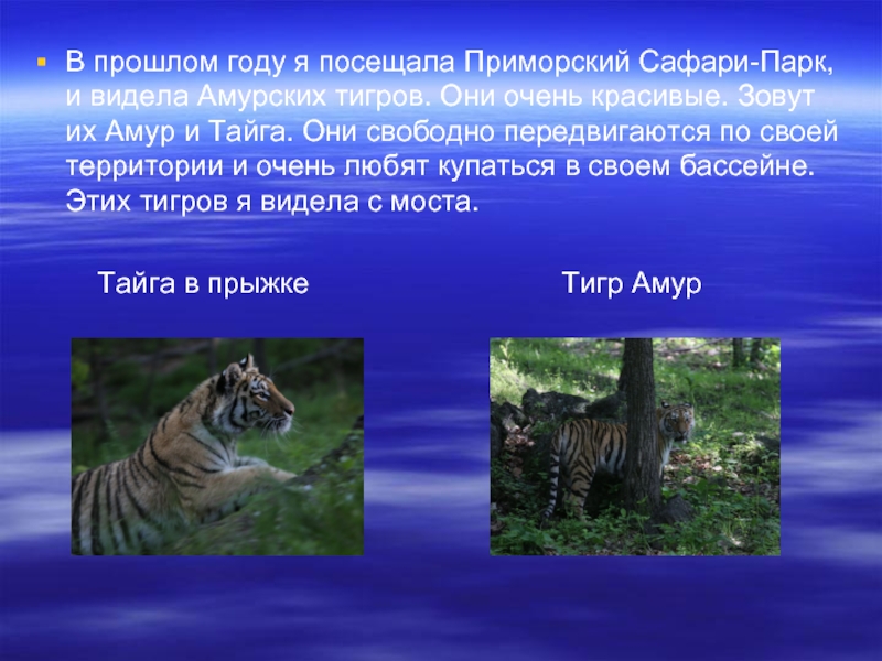 В прошлом году я посещала Приморский Сафари-Парк, и видела Амурских тигров. Они очень красивые. Зовут их Амур