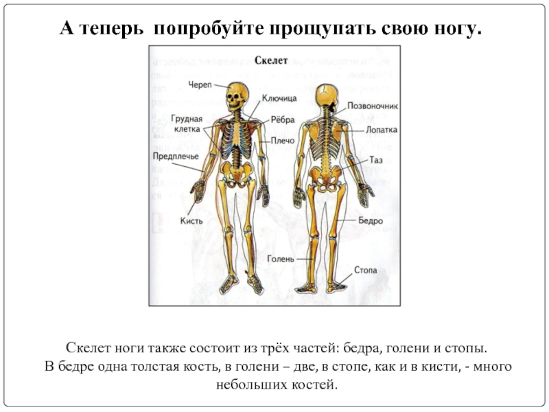 Впр скелета. Скелет человека по физической культуре. Строение скелета человека 2 класс. Тело человека из учебника. Человек строение скелета ВПР.