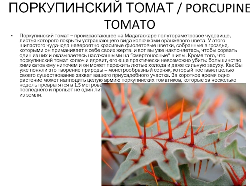 ПОРКУПИНСКИЙ ТОМАТ / PORCUPINE TOMATOПоркупинский томат – произрастающее на Мадагаскаре полутораметровое чудовище, листья которого покрыты устрашающего вида