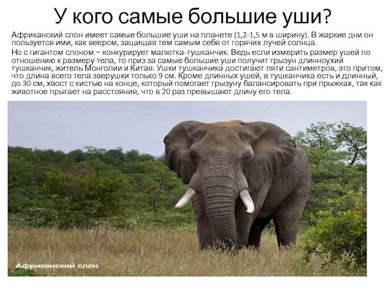 Ухо африканского слона. Слон. Уши африканского слона. Уши африканского слона огромные и по форме напоминают. Фото самых больших животных в мире.