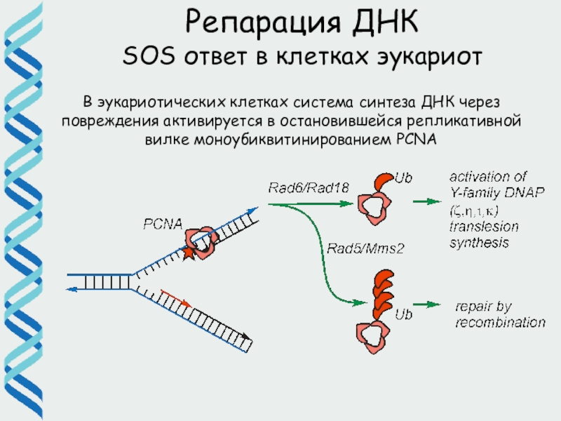 Репарация днк презентация