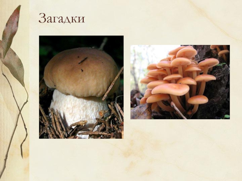 ЗагадкиЦарь грибов на толстой ножке –Самый лучший для лукошка.Он головку держит смело,Потому что гриб он …Мы весёлые