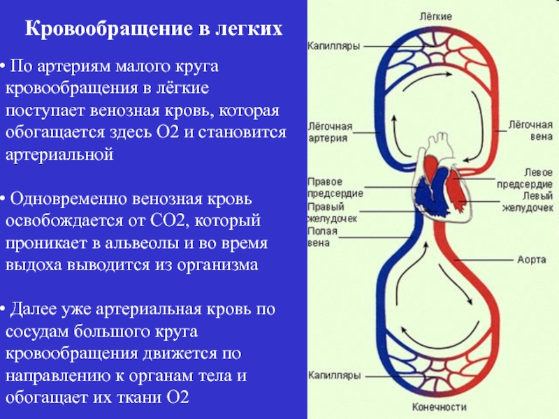 Кровообращение человека последовательность. Кровоснабжение легких анатомия схема. Малый круг кровообращения венозная кровь. Сосуды малого и большого круга кровообращения анатомия. Капилляры малого круга кровообращения.