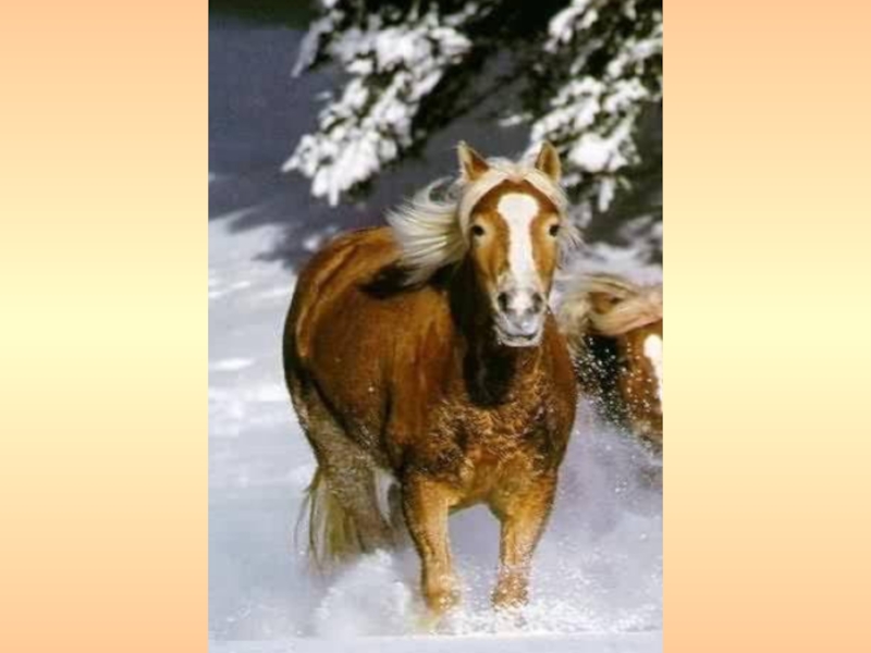 Паустовский лошадь. Филька теплый хлеб. Вороной конь это Паустовский. Каким был цветом конь из теплых из теплого хлеба цветом. Как звали коня в теплом хлебе.