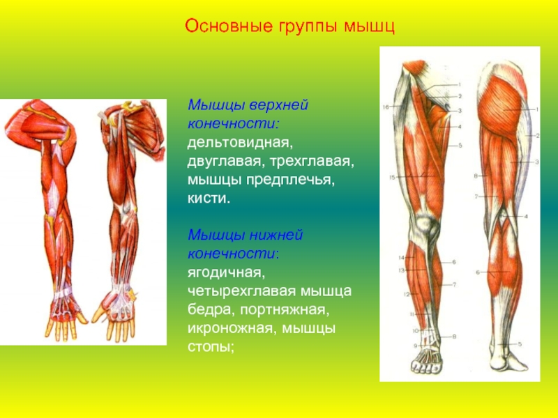 Мышцы верхней конечности:дельтовидная, двуглавая, трехглавая, мышцы предплечья, кисти.Мышцы нижней конечности:ягодичная, четырехглавая мышца бедра, портняжная, икроножная, мышцы стопы;Основные