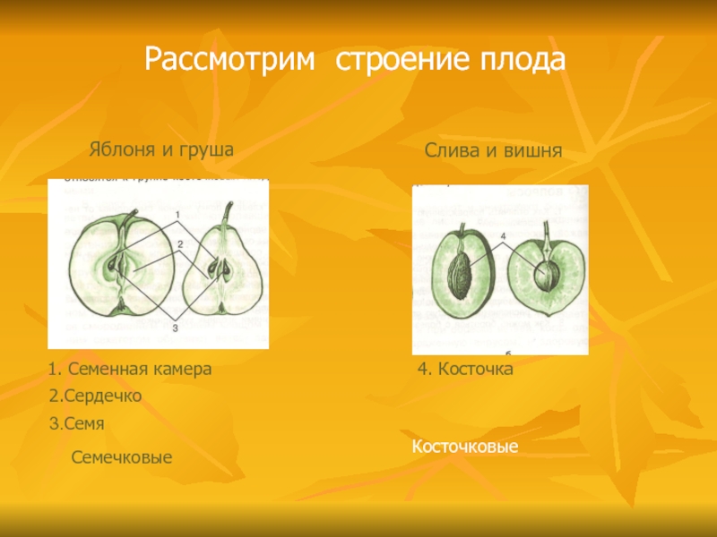 Строение плодов рисунок