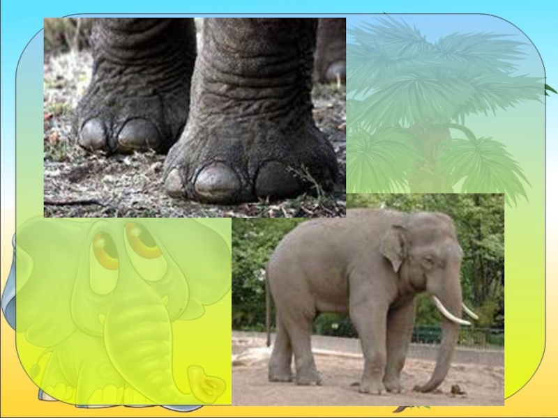 Африканские и индийские слоны 1 класс. Презентация про слонов. Проект про слона. Окружающий мир про слонов. Слон 1 класс.