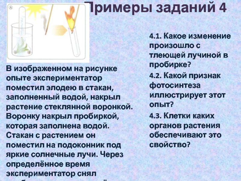 На изображенном на рисунке проводится опыт экспериментатор поместил элодею в стакан ответы