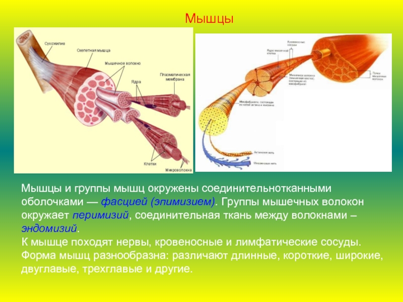 Мышцы и группы мышц окружены соединительнотканными оболочками — фасцией (эпимизием). Группы мышечных волокон окружает перимизий, соединительная ткань