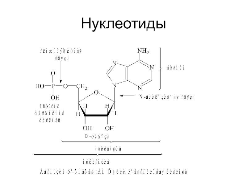 Содержание нуклеотидов. Номенклатура нуклеотидов. 5 Формул нуклеотидов. Составление нуклеотидов. Пара нуклеотидов.