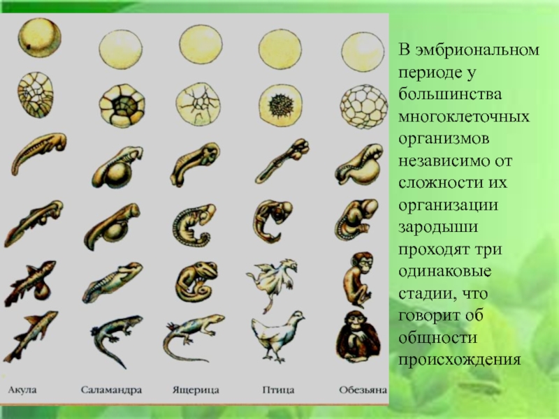 Онтогенез животных картинки