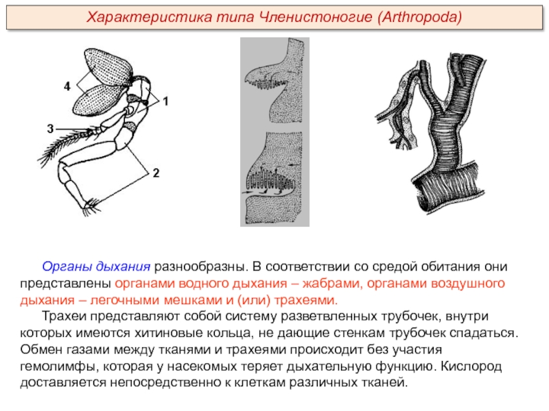 Органы дыхания членистоноги. Тип артропода класс трахеаиа.