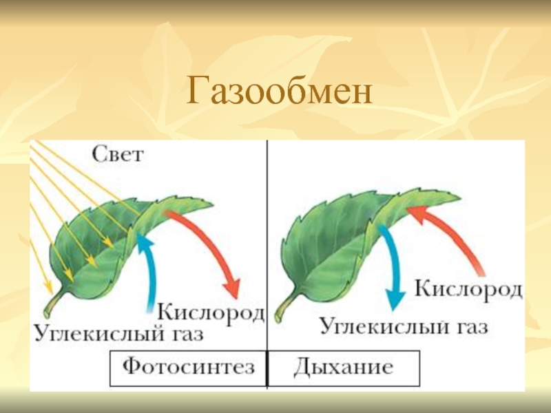 Схема дыхания растений