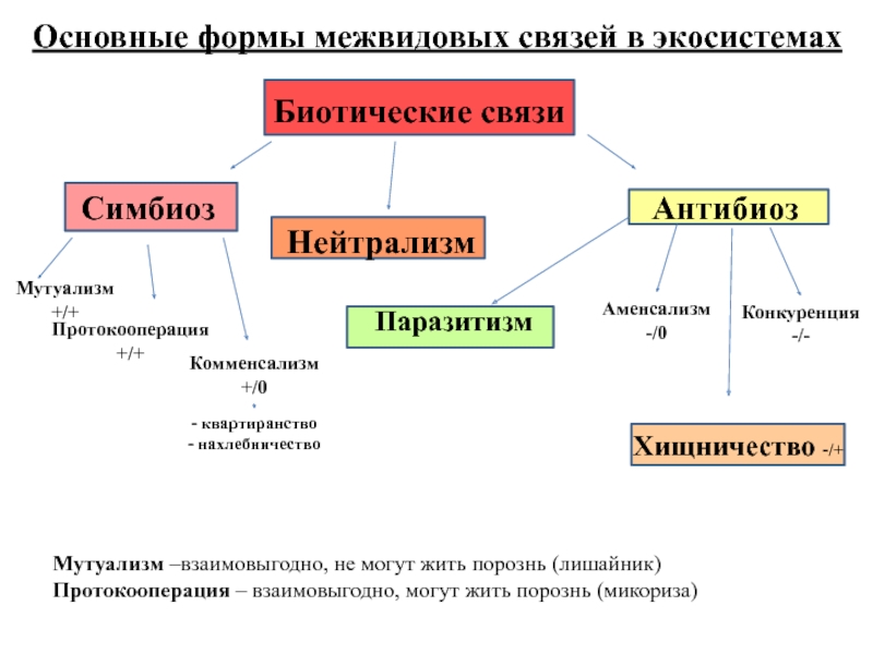 Схема биотических связей