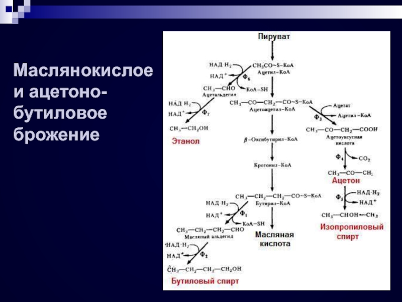 Маслянокислое брожение это. Ацетонобутиловое брожение схема. Ацетонобутиловое брожение Глюкозы реакция. Биохимия маслянокислого брожения. Ацетон бутанольное брожение Глюкозы.