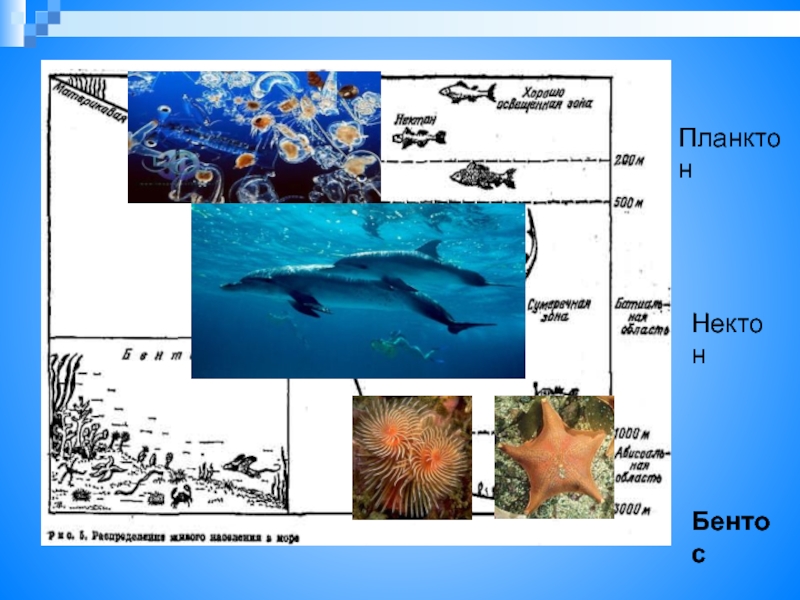 Организмы обитающие в толще воды. Планктон Нектон бентос. Планктон Нектон бентос водной среде обитания. Зоопланктон Нектон и бентос. Водная среда обитания бентос планктон.