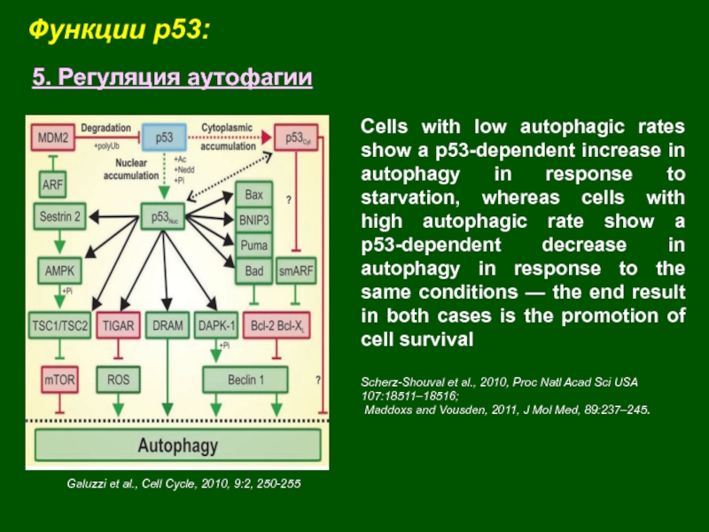 Функции p53:5. Регуляция аутофагииGaluzzi et al., Cell Cycle, 2010, 9:2, 250-255Сells with low autophagic rates show a