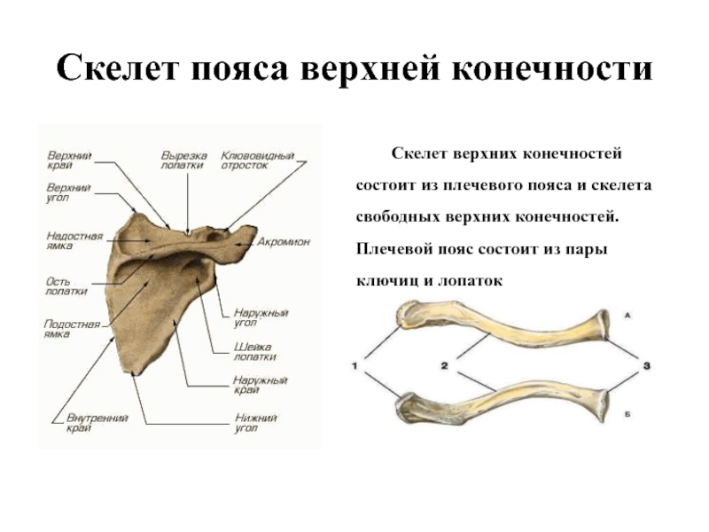 Отделы скелета пояса верхних конечностей