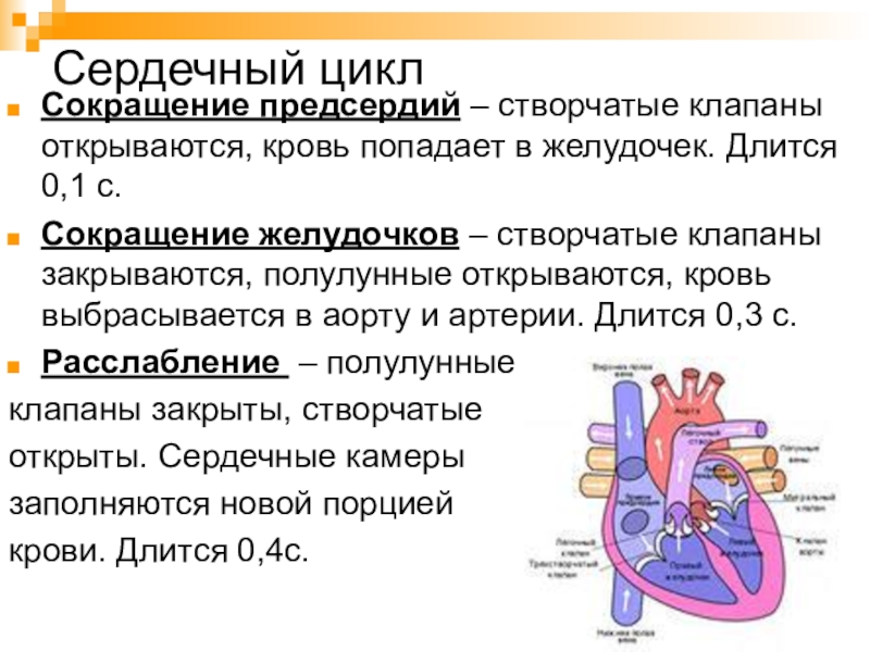 Работа сердца презентация 1 класс