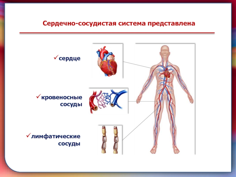 Сердечно сосудистая система человека фото