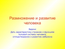 Размножение и развитие человека 9 класс