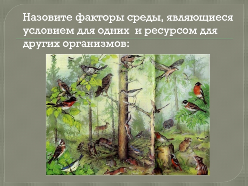 Средой называют. Экологические факторы ресурсы и условия. Условия и ресурсы среды экология. Факторы и ресурсы среды. Ресурсом среды является.