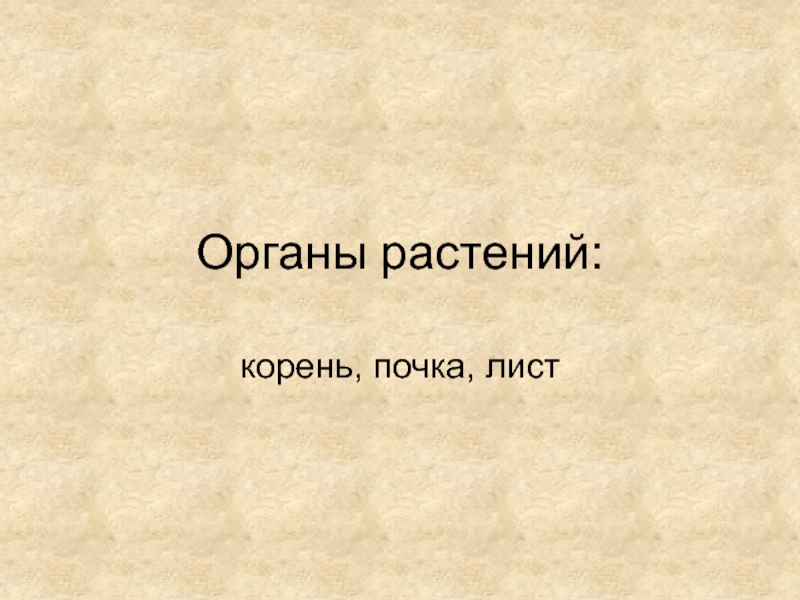 Органы растений: корень, почка, лист