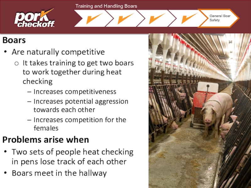 BoarsAre naturally competitiveIt takes training to get two boars to work together during heat checkingIncreases competitivenessIncreases potential