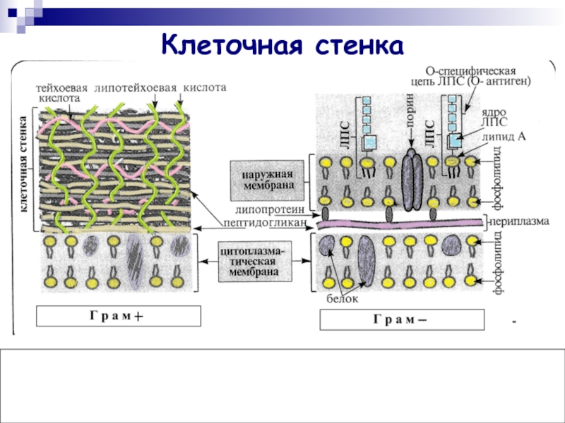 Клеточная стенка растений презентация