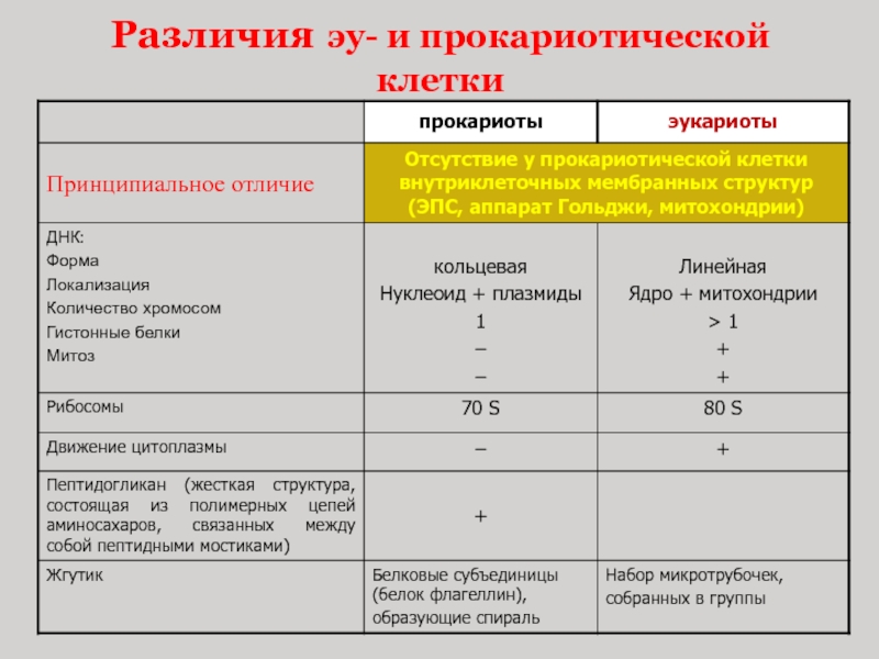 Единственное точное отличие прокариот от эукариот