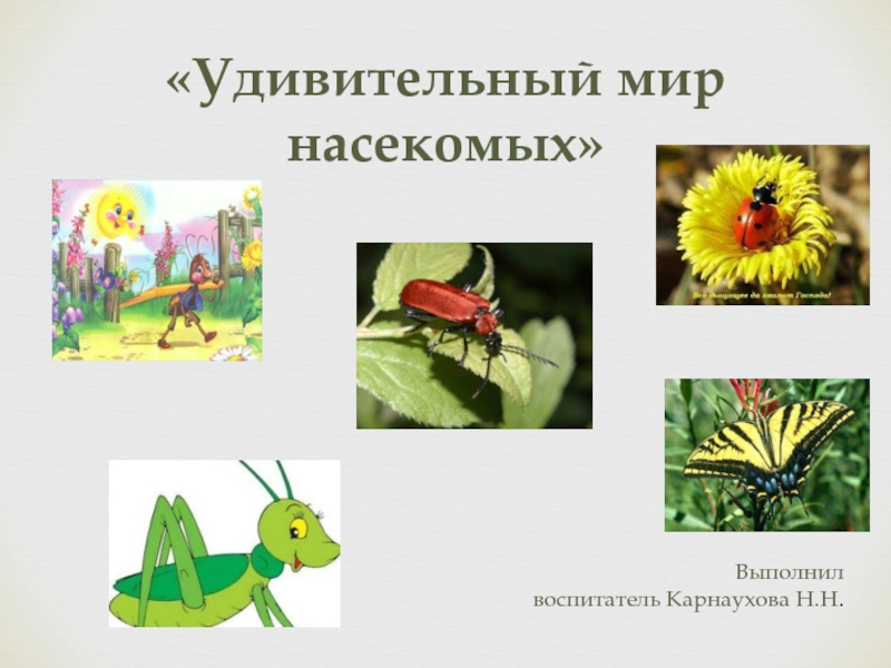 Презентация Удивительный мир насекомых
Выполнил
воспитатель Карнаухова Н.Н