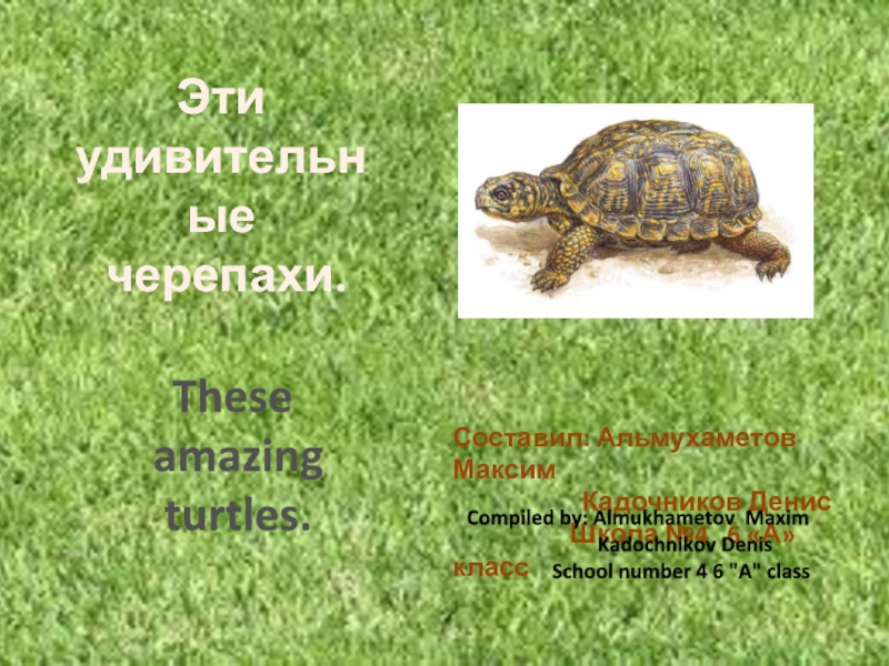 Эти
удивительные
черепахи.
These
amazing
turtles.
Составил: Альмухаметов