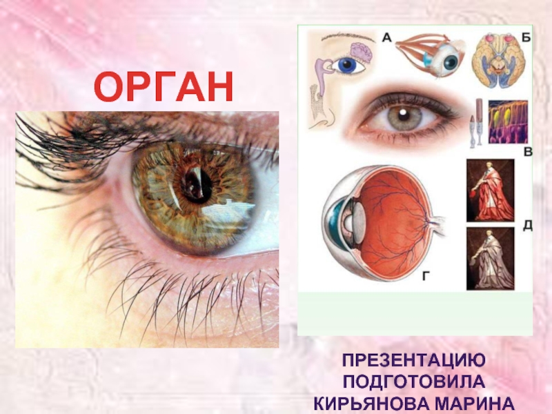Презентация Орган зрения