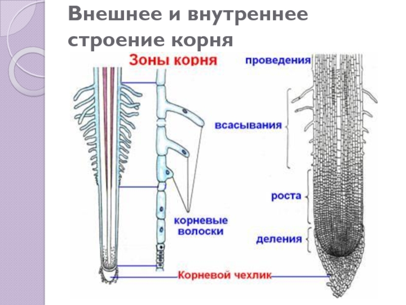 Строение корня 6 класс. Внешнее и внутреннее строение корня. Внутреннее строение корня корневой чехлик. Схема внешнего и внутреннего строения корня. Внешнее строение корня внутреннее строение корня зоны корня.