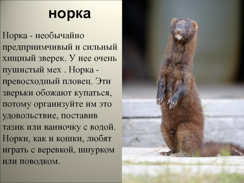 Норка описание. Сообщение о норке. Рассказ о норке. Животное норка доклад.