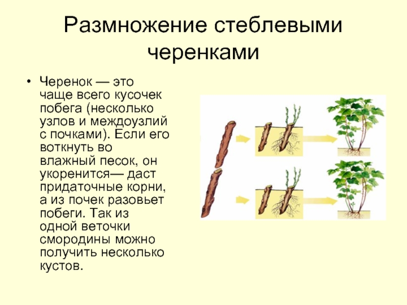 Размножение стеблевыми черенкамиЧеренок — это чаще всего кусочек побега (несколько узлов и междоузлий с почками). Если его