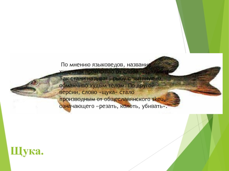 Щука. По мнению языковедов, название хищницы произошло от слова «щуплый». Так стали называть рыбу с вытянутым, обманчиво