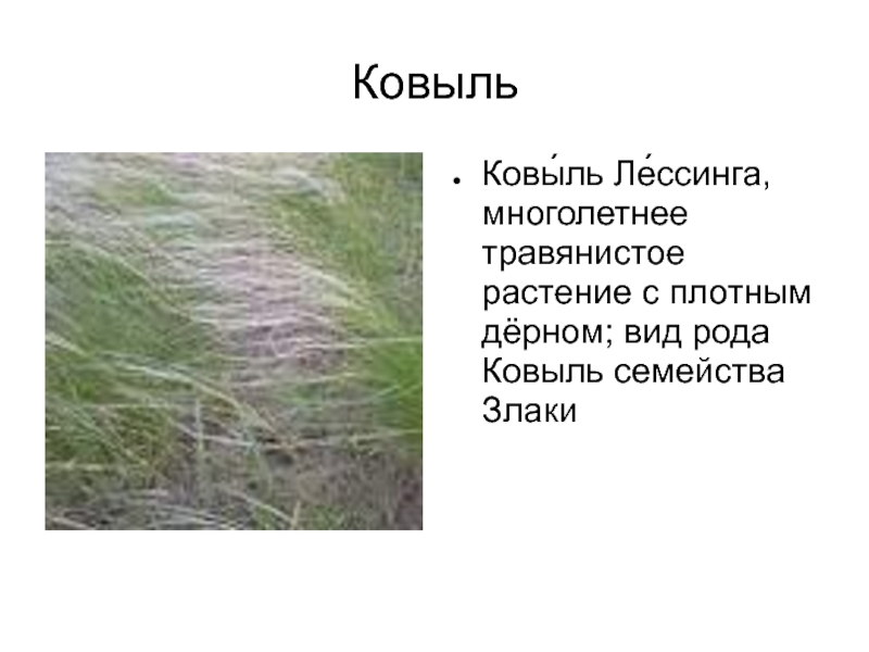 КовыльКовы́ль Ле́ссинга, многолетнее травянистое растение с плотным дёрном; вид рода Ковыль семейства Злаки