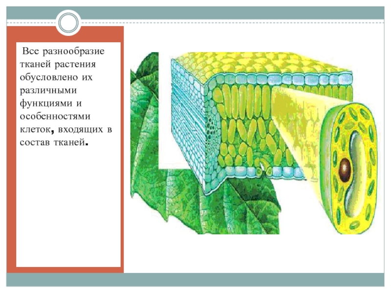 Ткани растений презентация